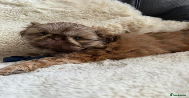 Shih Tzu dogs - Advert 9