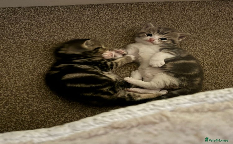 Domestic Shorthair cats - Advert 3