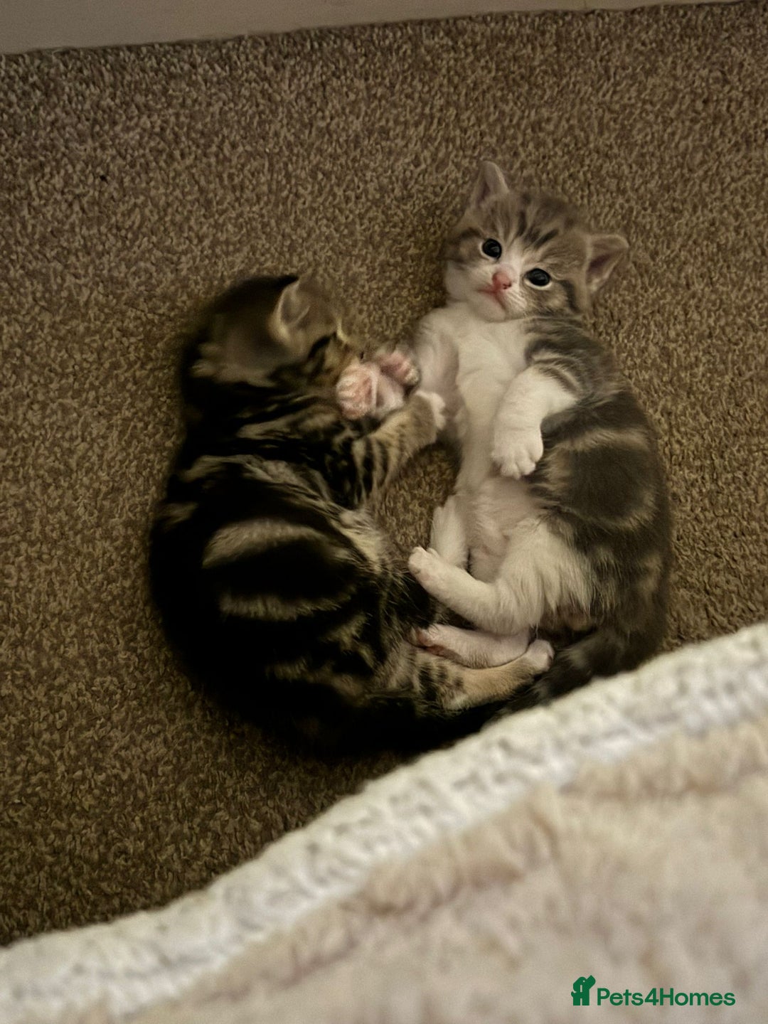 Domestic Shorthair cats for sale: 2 Male kittens - Image 1