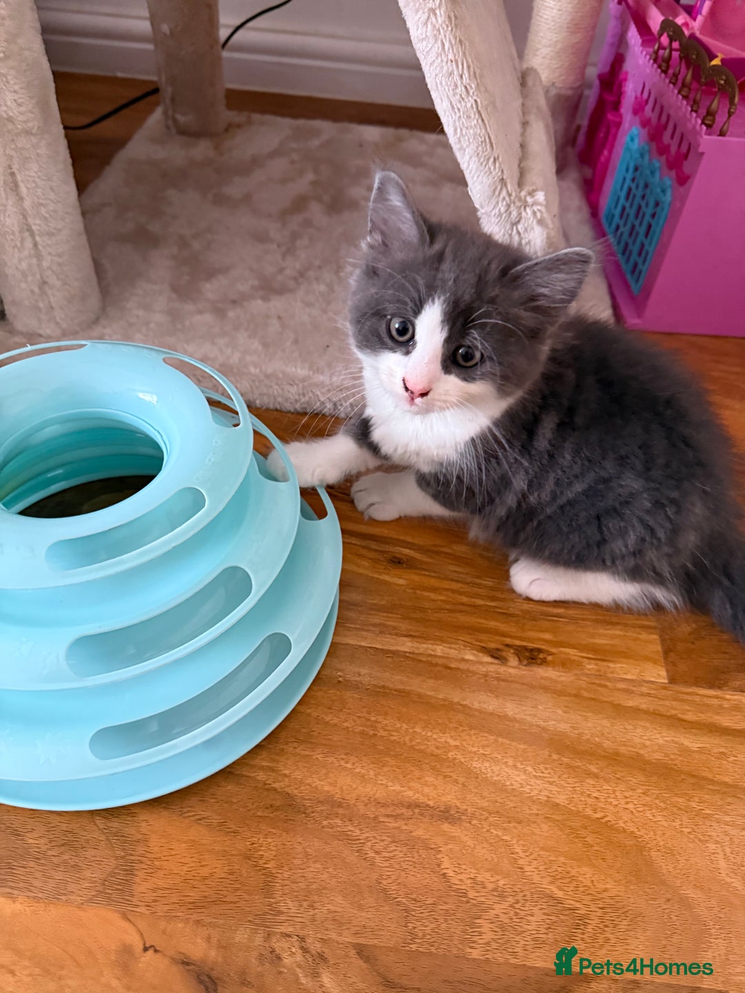 Mixed Breed cats for sale: Kittens - Image 2
