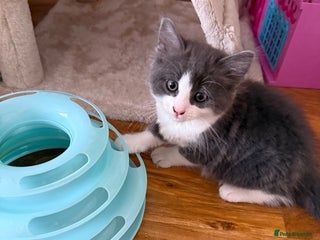 Mixed Breed cats - Advert 4