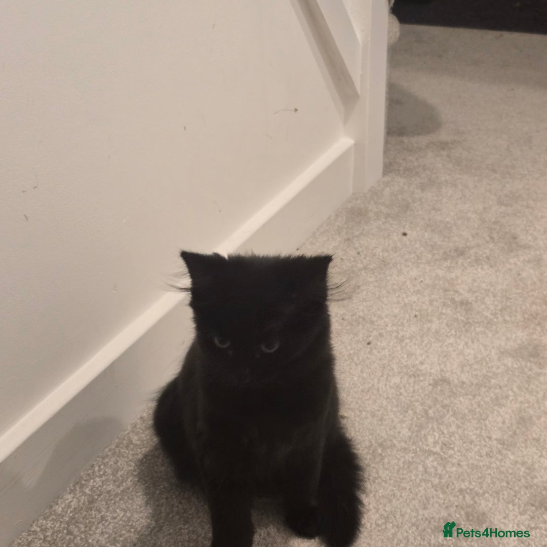 Mixed Breed cats for sale: *Last black female left*  - Advert 2