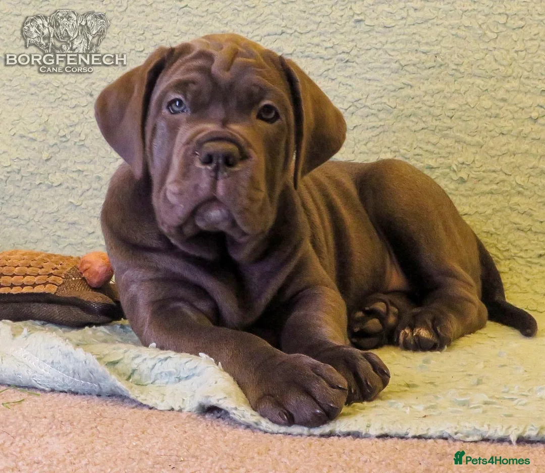 Cane Corso dogs for sale:  Health-Tested Cane Corso Puppies 🐾 - Advert 6