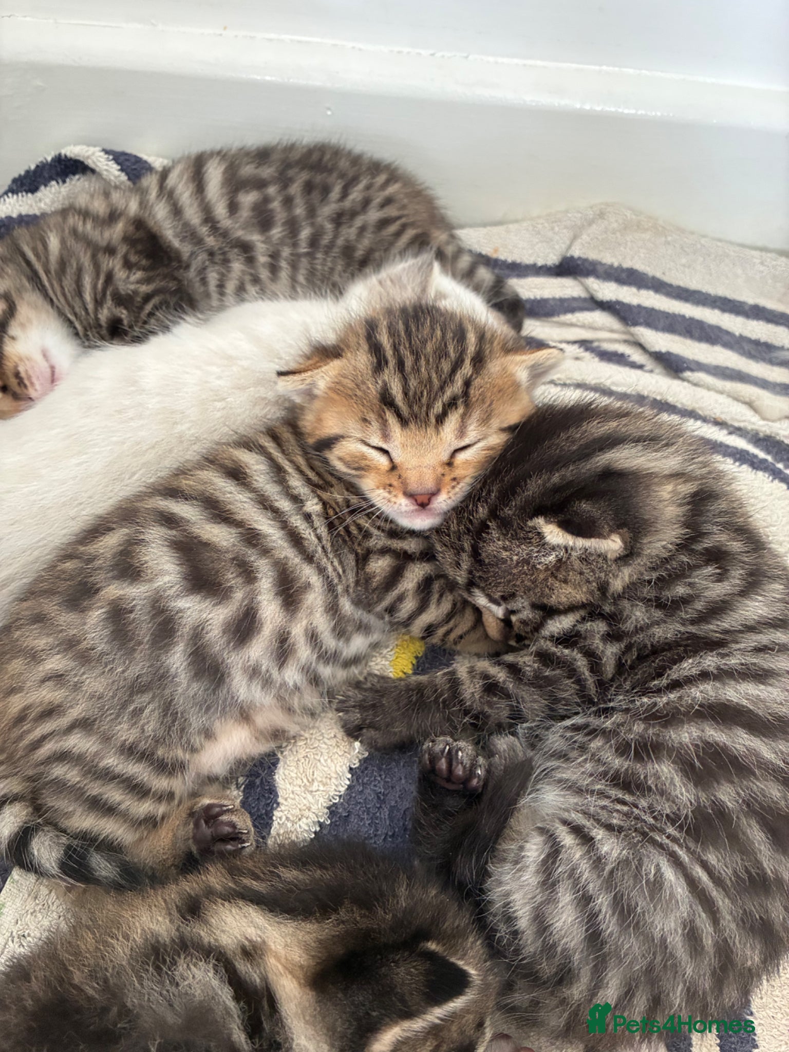 Bengal cats 5 Bengal x 1 snow lynx Bengal 4 brown spotted  - Advert 15