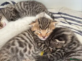 Bengal cats 5 Bengal x 1 snow lynx Bengal 4 brown spotted - Advert 15