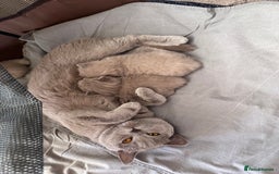 British Shorthair cats for sale: British shorthair kittens  - Image 9