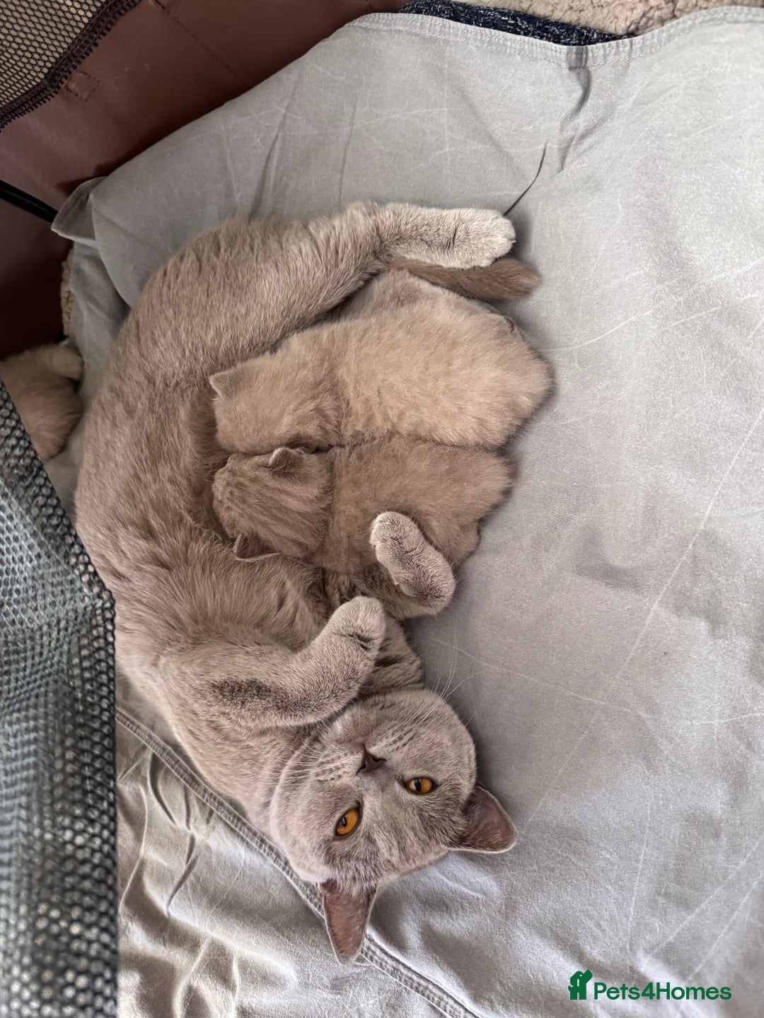 British Shorthair cats for sale: British shorthair kittens  - Image 9