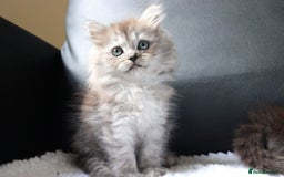 Ragdoll cats for sale: Healthy Kitten Fully Vaccinated Litter Box Trained - Image 3