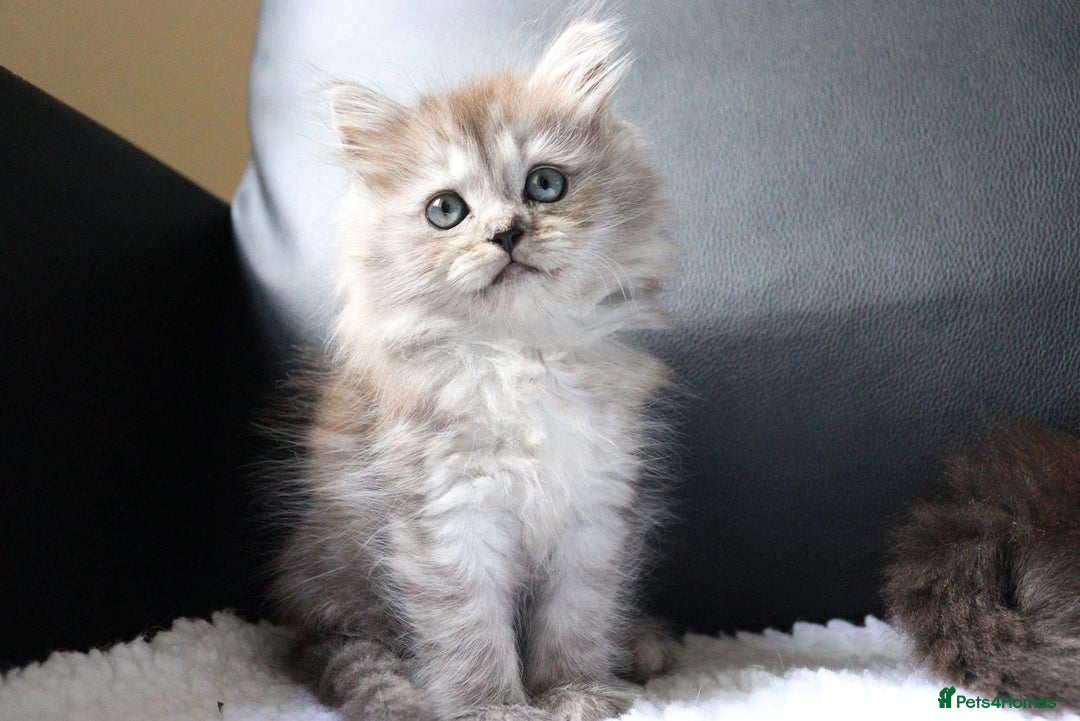 Ragdoll cats for sale: Healthy Kitten Fully Vaccinated Litter Box Trained - Image 3