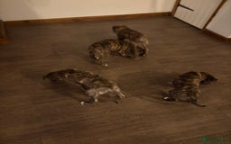 Lurcher dogs for sale: Lurcher puppies - Advert 10