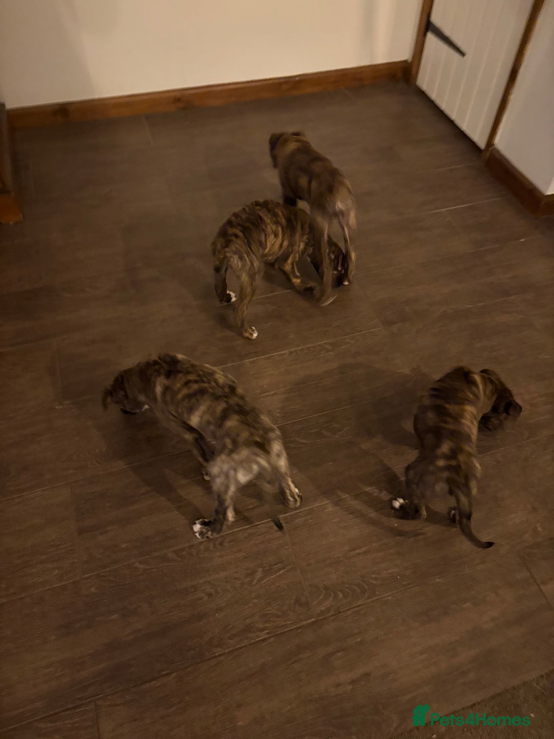 Lurcher dogs for sale: Lurcher puppies - Advert 10