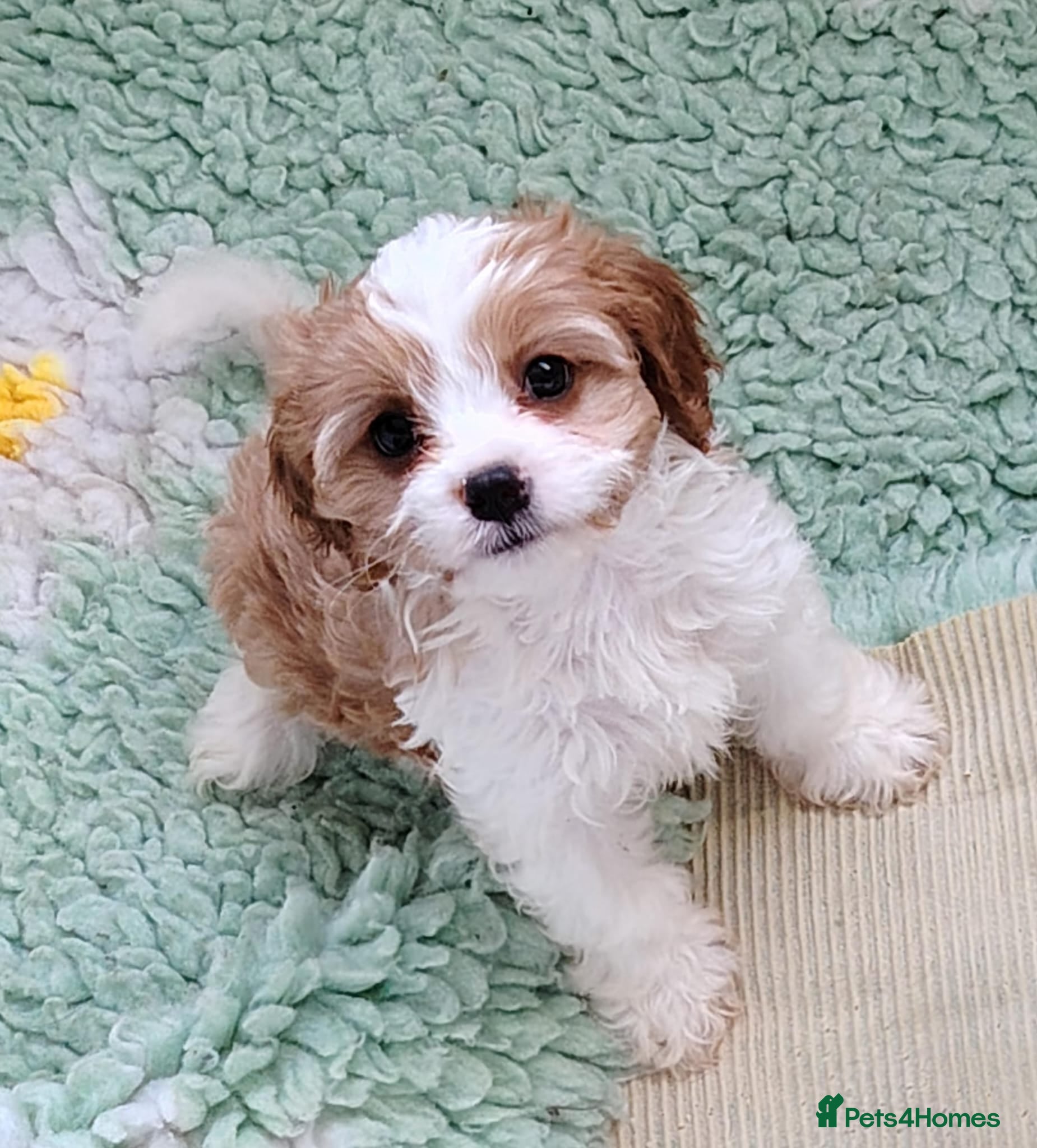 Cavapoo dogs F1B Cavapoo Puppies Health Tested KC Parents - Advert 2