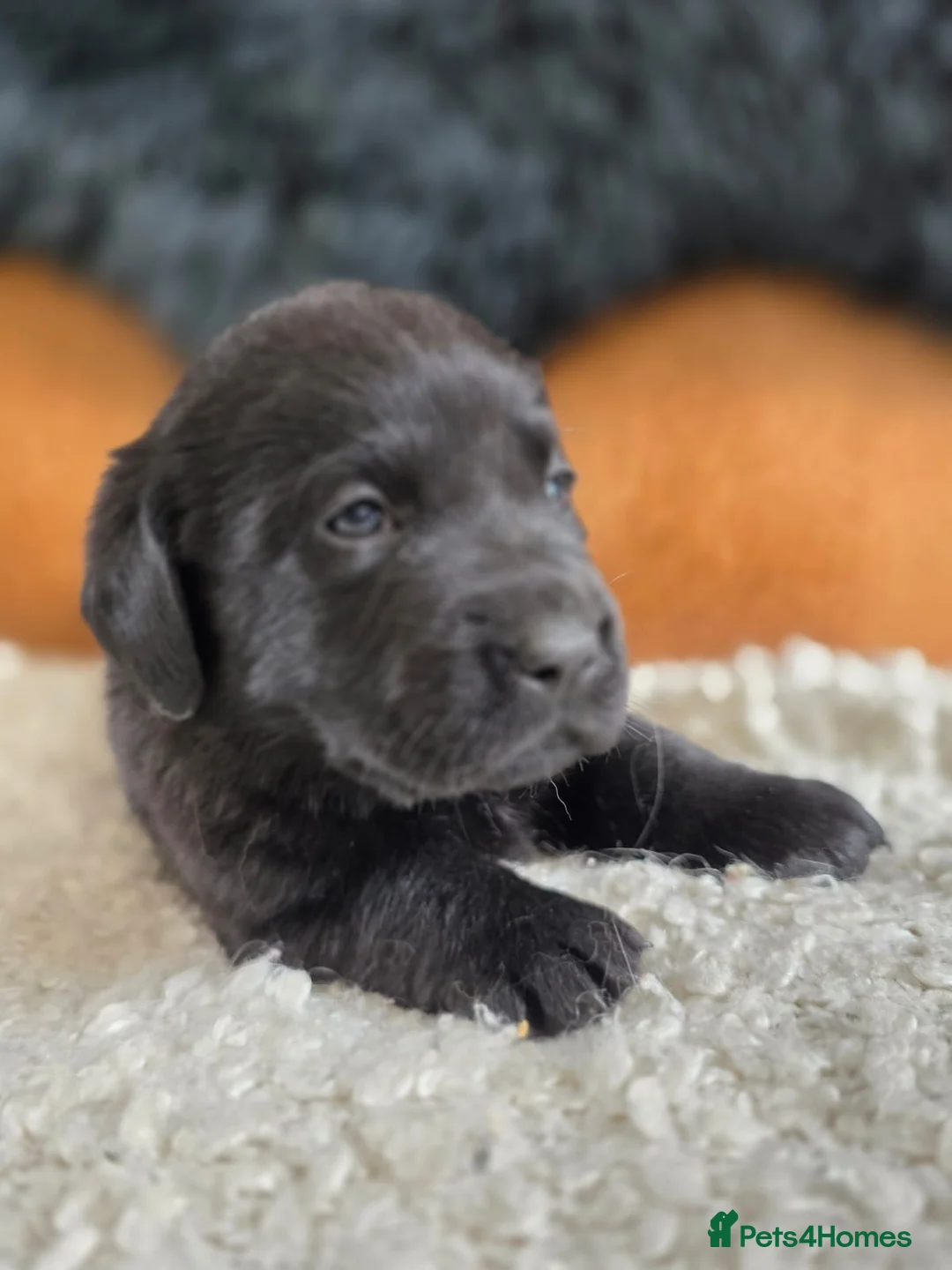Labrador Retriever dogs for sale: Hugh Quality Black Labrador Puppies - Advert 2