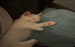 Ragdoll cats for sale: Ragdoll BSH cross kitten  - Image 8