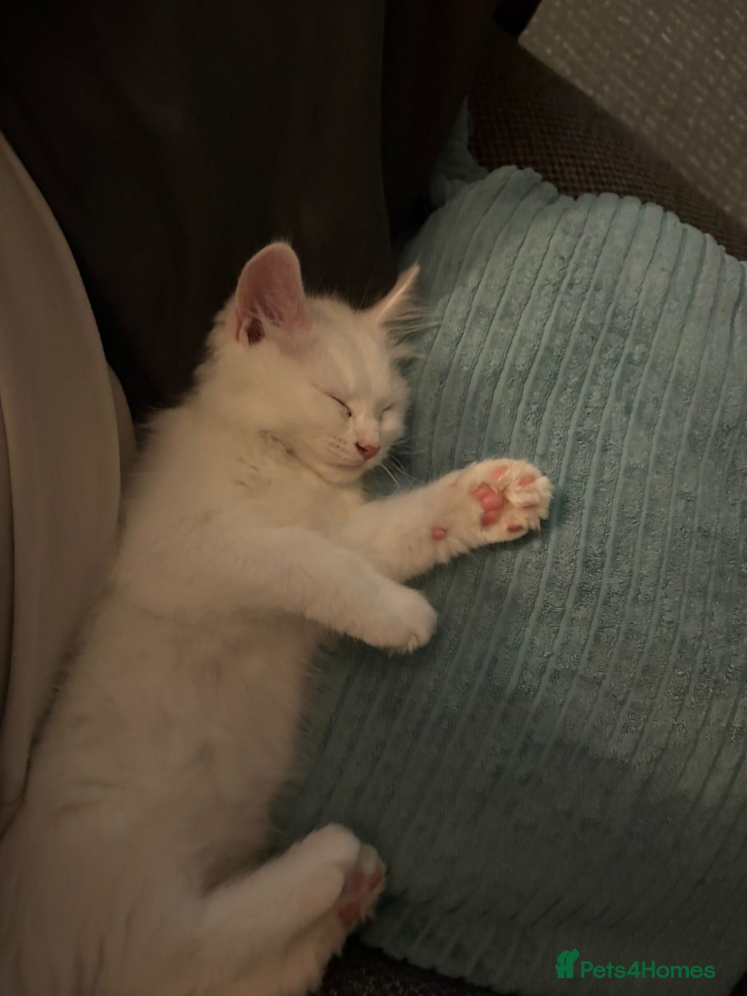 Ragdoll cats for sale: Ragdoll BSH cross kitten  - Image 8