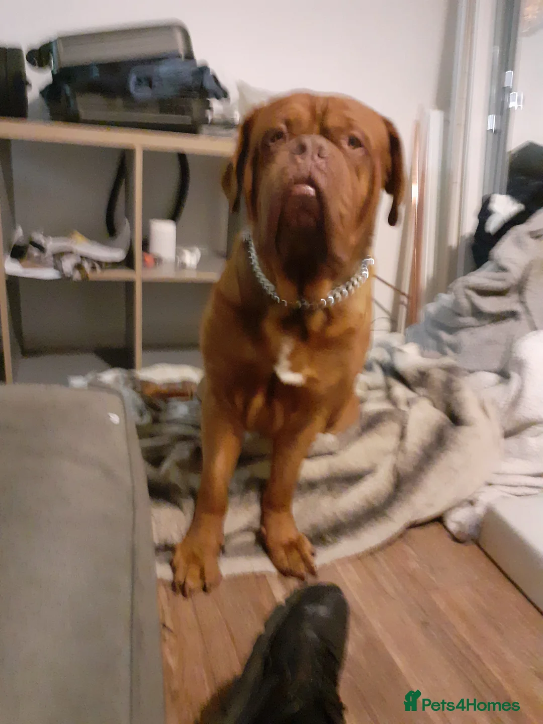Dogue De Bordeaux dogs for sale: Huge champion available  in Solihull - Advert 1