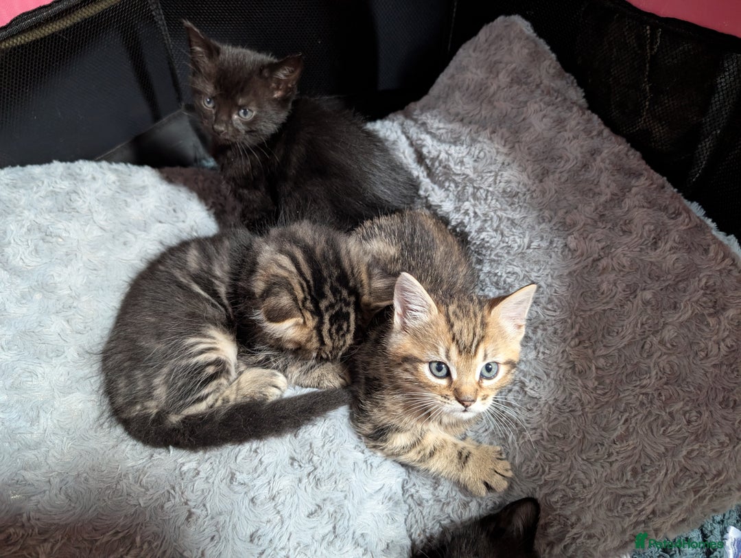 Ragdoll cats for sale: Tabby or black Ragdoll x kittens - Image 14