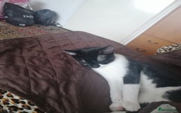British Shorthair cats for sale: White and black female and male cats - Image 36