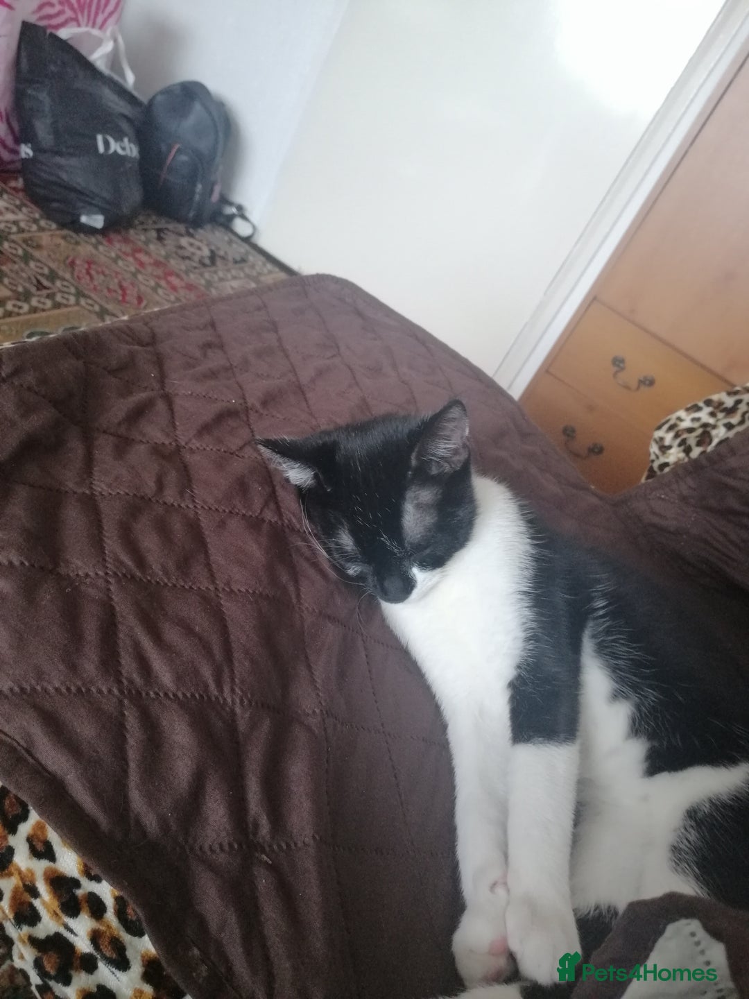 British Shorthair cats for sale: White and black female and male cats - Image 36