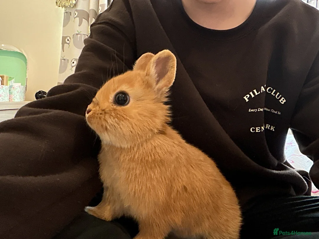 Netherland Dwarf rabbits for sale: 16wk old male Netherland Dwarf Rabbit for sale  - Advert 2