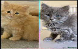 Mixed Breed cats for sale: Delightful Rag-doll Mixed Breed Kittens READY NOW! - Image 1