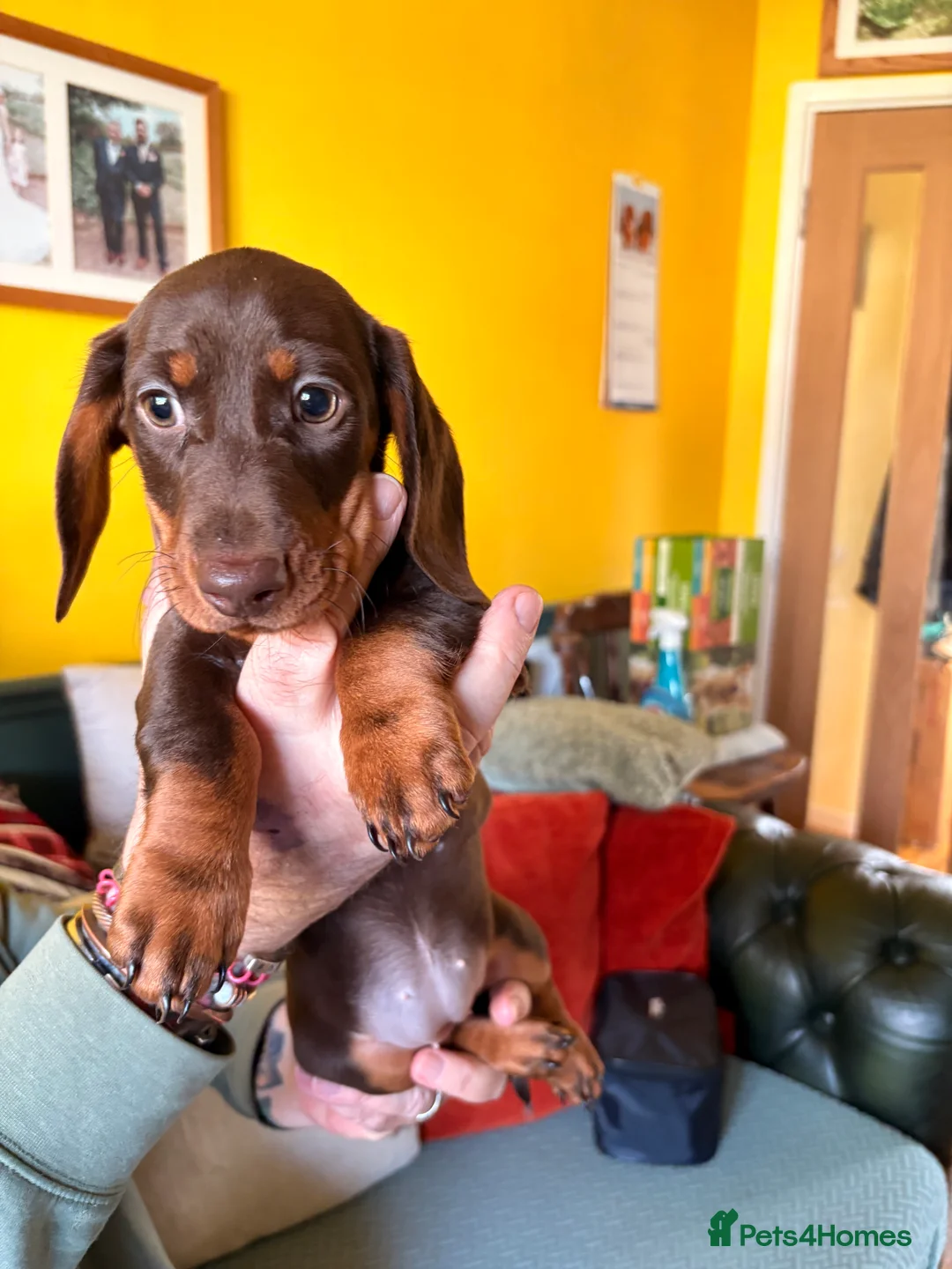 Dachshund dogs for sale: Miniature Smooth Haired Dachshunds  - Advert 2
