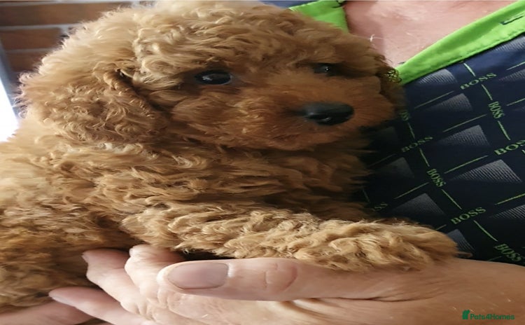 Toy Poodle dogs - Advert 7