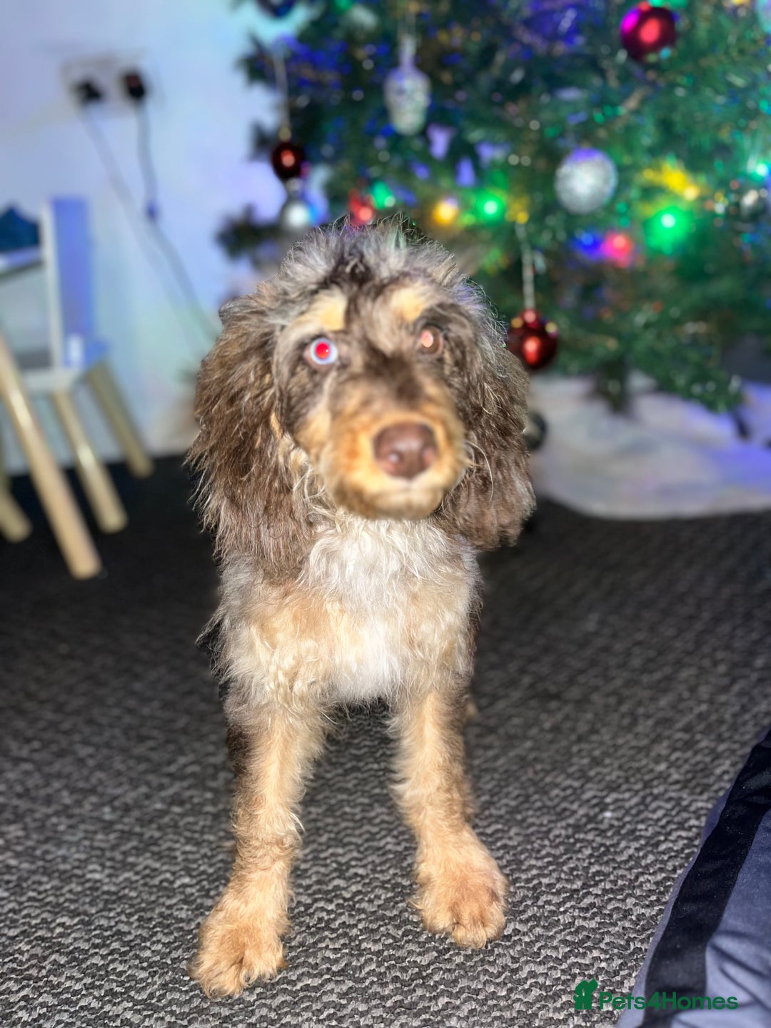 Cockapoo dogs for sale: Tri colour Cockapoo - Advert 3