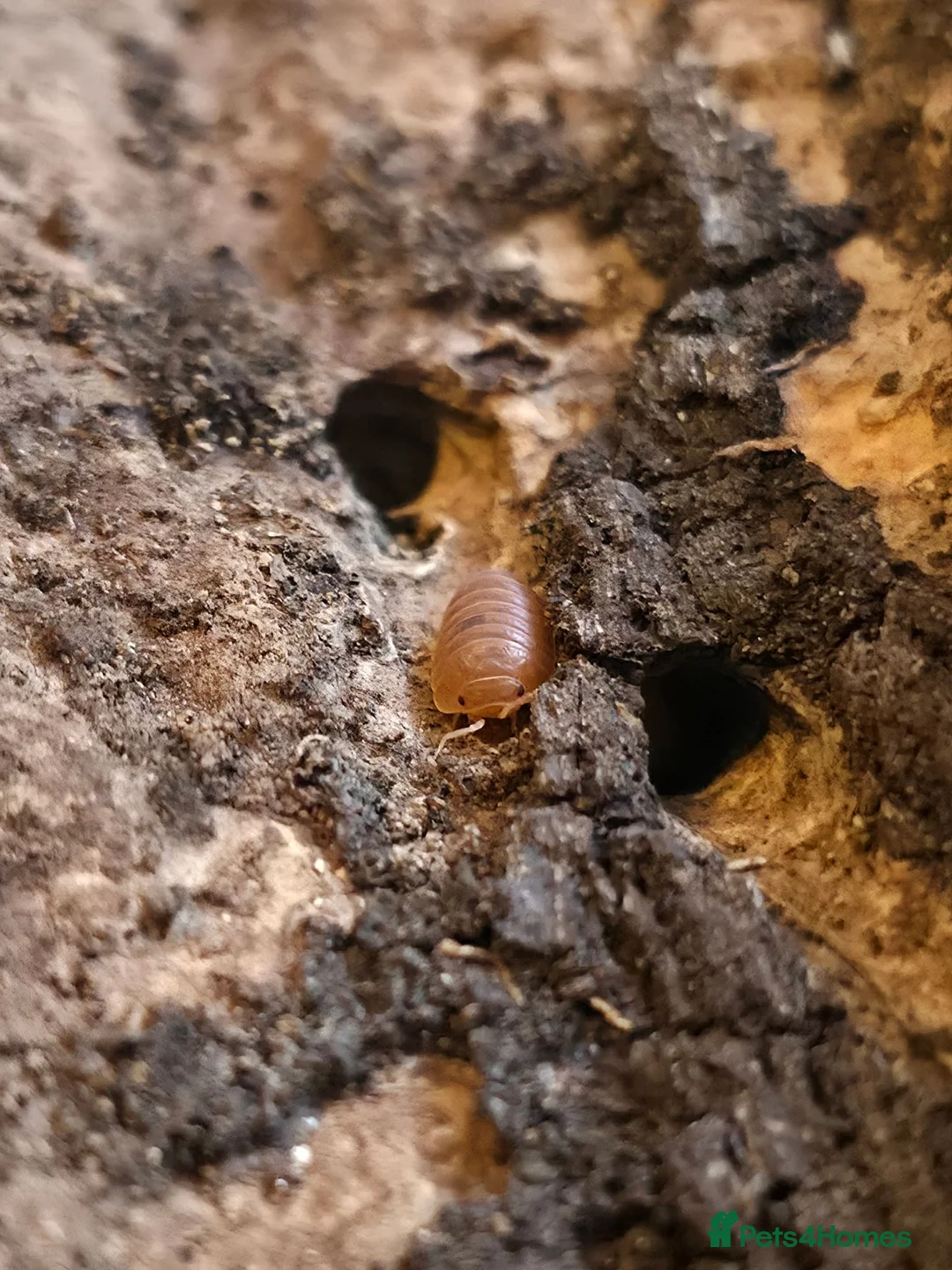 Isopods invertebrates for sale: Anenome Cubaris isopods + enclosure - Advert 1