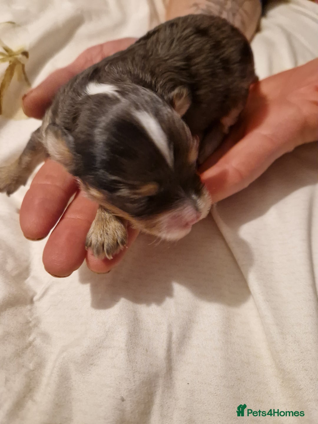 Maltipoo dogs for sale: Quality unique f1 tiny korean maltipoo puppies  - Advert 13