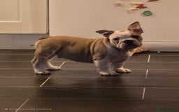 Mixed Breed dogs for sale: Mum frenchie dad English bulldog  - Image 2
