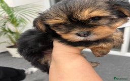 Yorkshire Terrier dogs for sale: 2 Yorkie pedigree boys  - Image 2