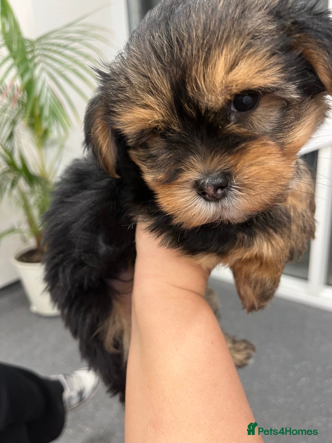 Yorkshire Terrier dogs for sale: 2 Yorkie pedigree boys  - Image 2