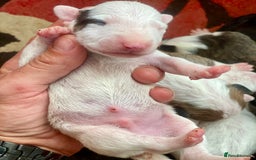 English Bull Terrier dogs for sale: English bull terrier puppy’s  - Image 12