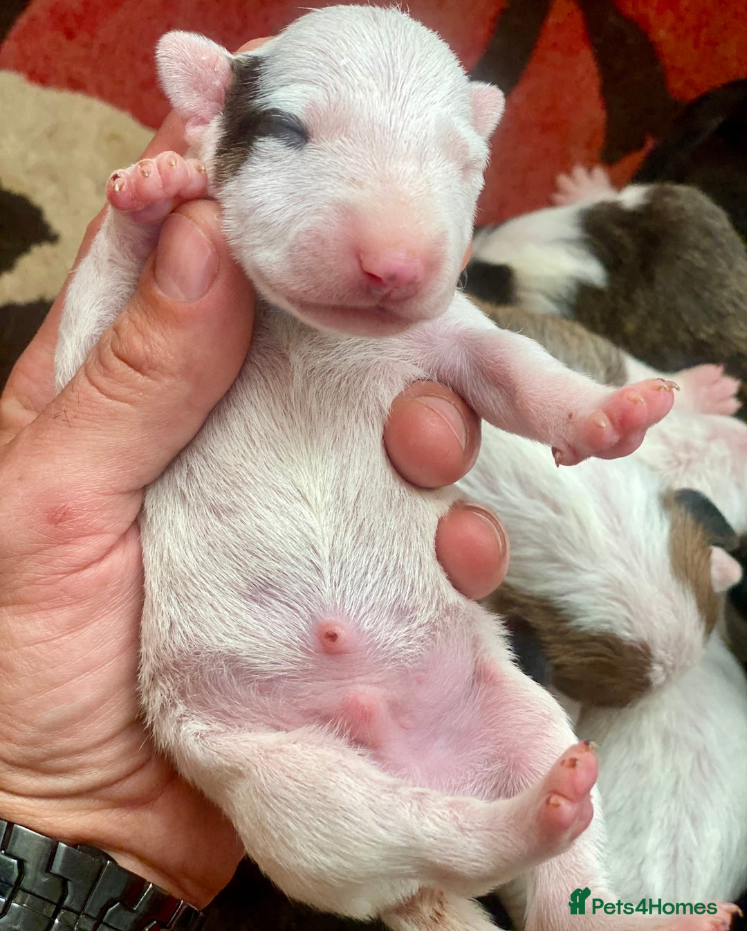English Bull Terrier dogs for sale: English bull terrier puppy’s  - Image 12