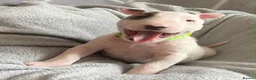 English Bull Terrier dogs for sale: 🐶 KC Registered English Bull Terrier Puppies 🐶 - Advert 18