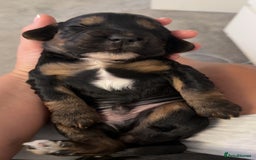 Cocker Spaniel dogs for sale: Fantastic working Cockspaniel puppy - Advert 5