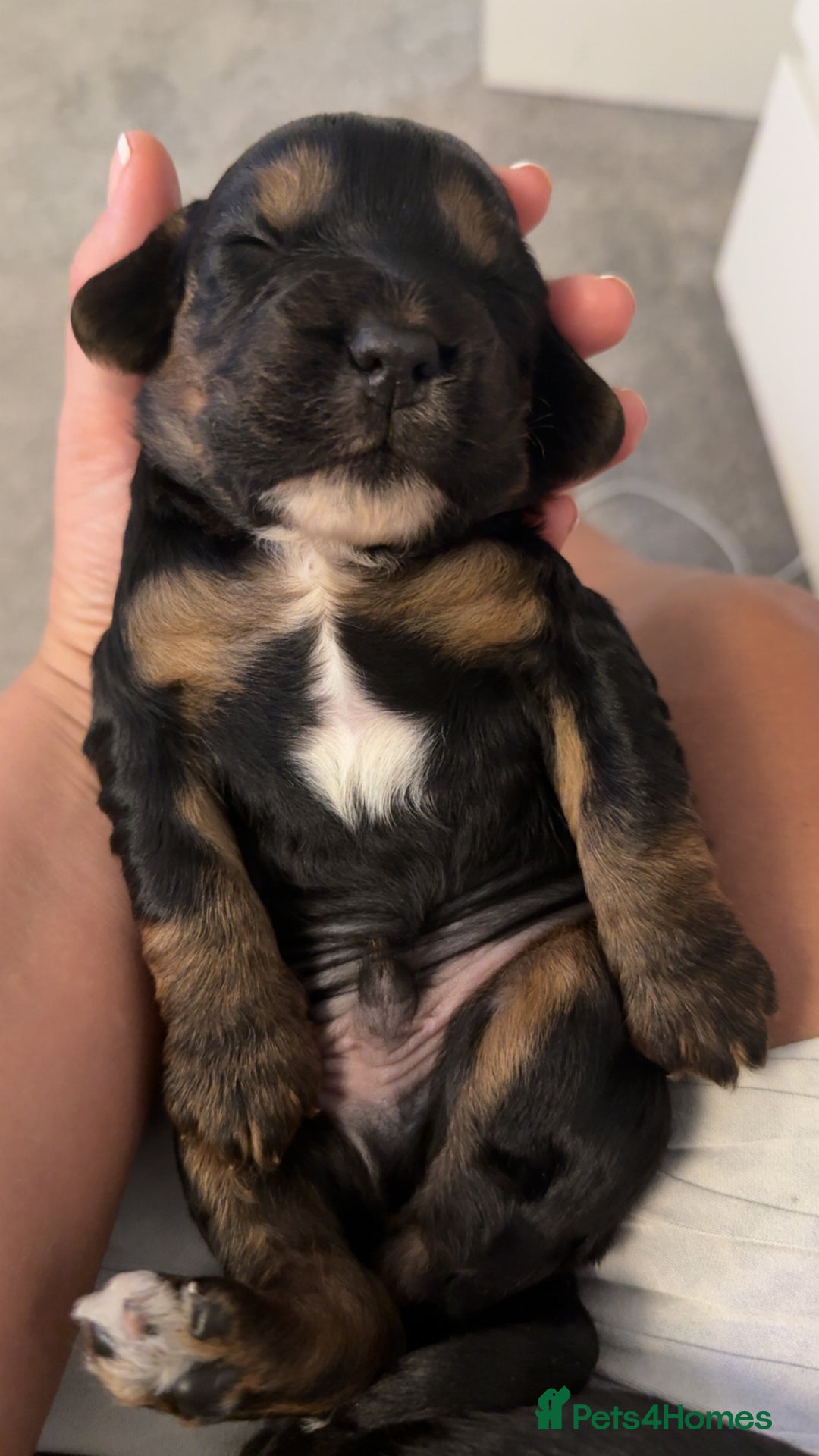 Cocker Spaniel dogs for sale: Fantastic working Cockspaniel puppy - Advert 5