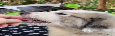 Dieudonne