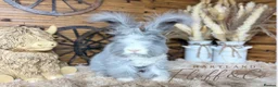 Angora rabbits for sale: PURE PEDIGREE|ENGLISH ANGORA - Advert 12