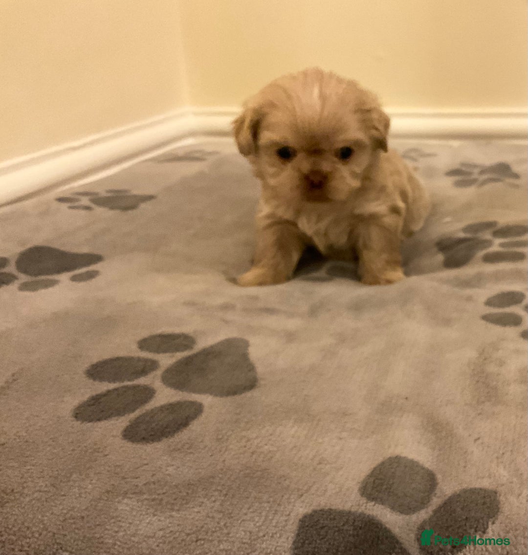 Shih Tzu dogs for sale: Beautiful Shih Tzu pups for sale 💖 - Advert 4