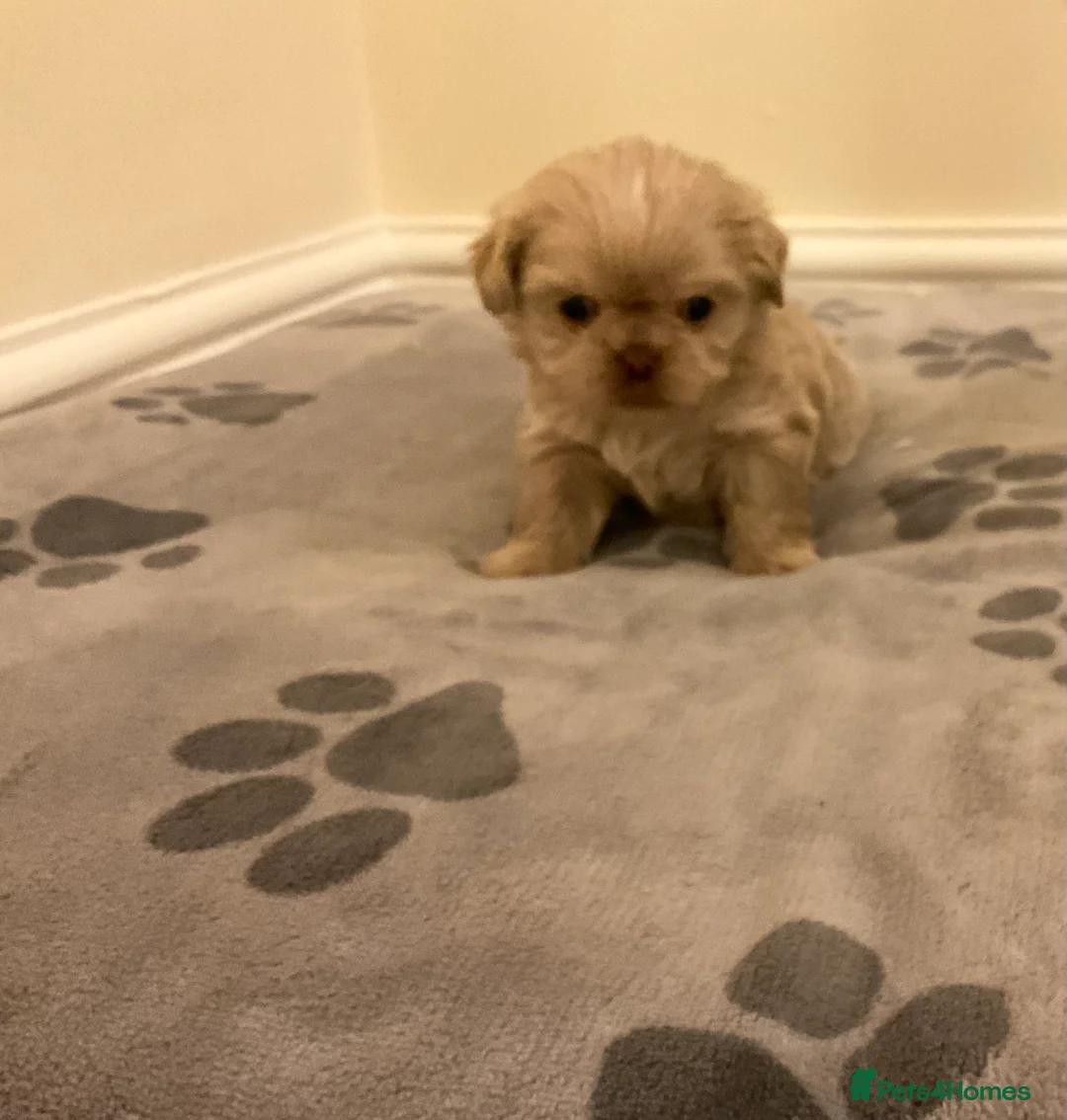 Shih Tzu dogs for sale: Beautiful Shih Tzu pups for sale 💖 - Advert 4