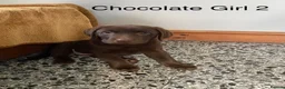Labrador Retriever dogs for sale: Chunky Labrador Puppies - Advert 11