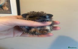 Pygmy Hedgehog rodents for sale: African Pygmy hedgehog for reservation  - Image 6