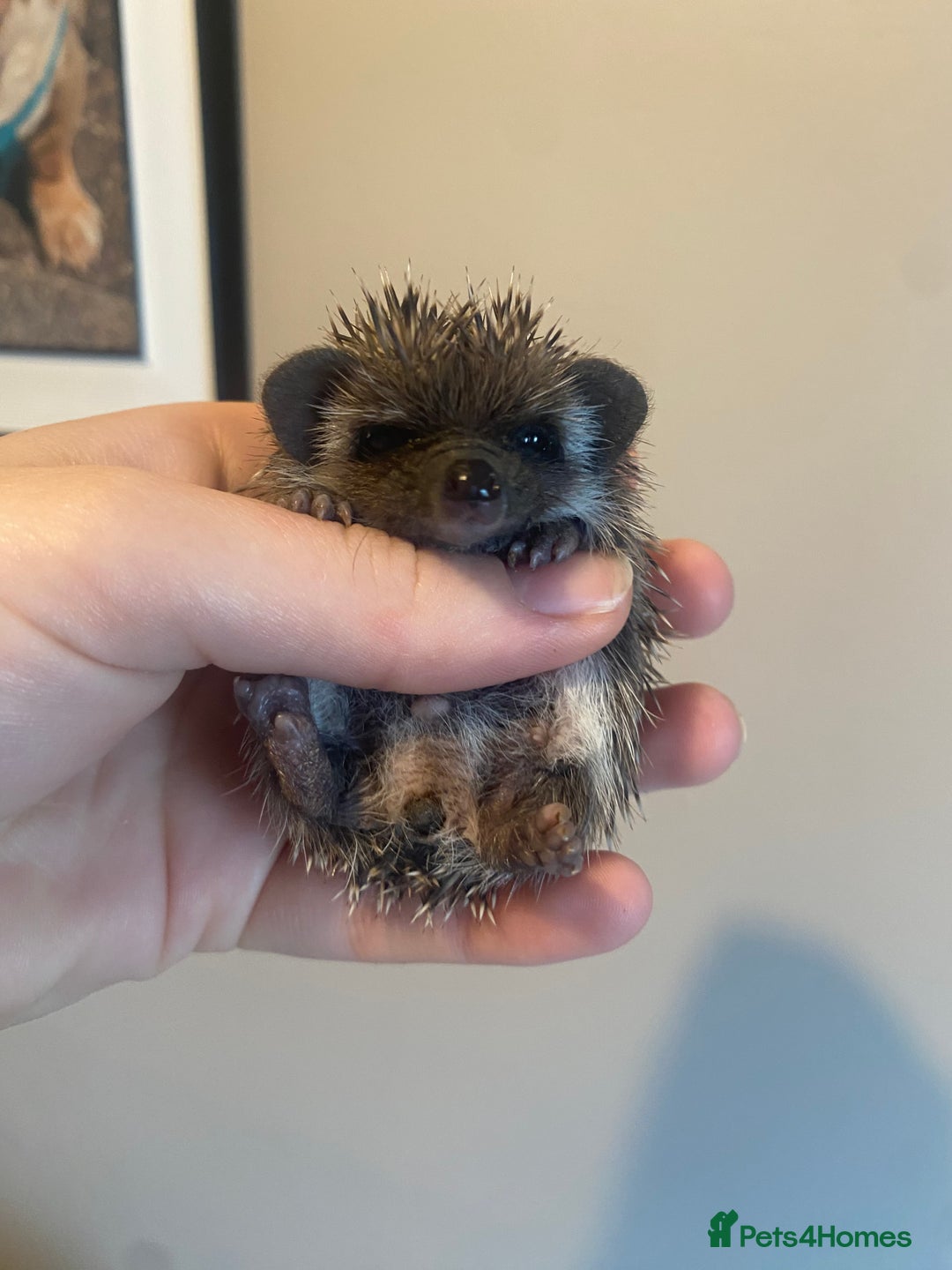 Pygmy Hedgehog rodents for sale: African Pygmy hedgehog for reservation  - Image 6