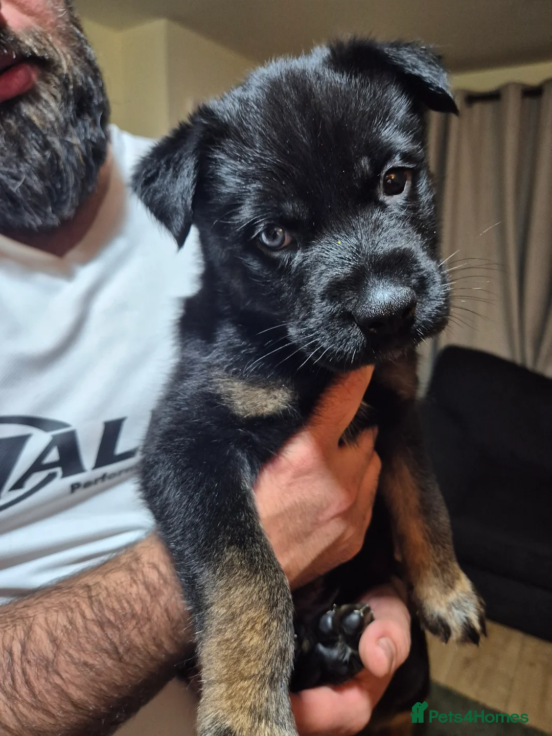 Mixed Breed dogs for sale: READY NOW! Stunning litter of puppies!! - Advert 8