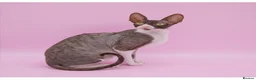 Cornish Rex cats for sale: Champion Cornish Rex girls in Stamford - Advert 4