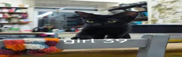 Mixed Breed cats for sale: Mixed sphynx kittens for sale  - Advert 8