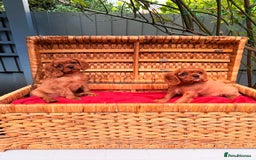 Cavalier King Charles Spaniel dogs for sale: Quality KC Health Tested Ruby CKCS Pups For  Sale - Image 28