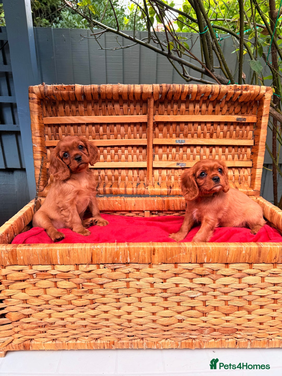 Cavalier King Charles Spaniel dogs for sale: Quality KC Health Tested Ruby CKCS Pups For  Sale - Image 28